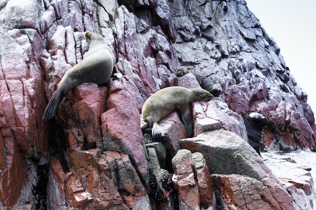 Leões marinhos lutando por uma rocha na costa peruana nas ilhas Ballestas, Peru
