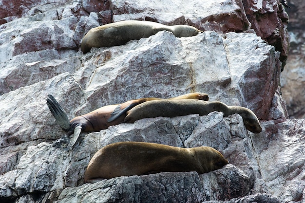 Leões marinhos lutando por uma rocha na costa peruana nas ilhas Ballestas, Peru