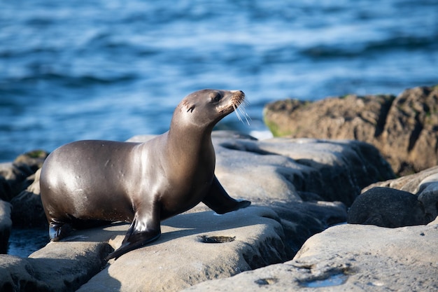 Leões marinhos na colônia de focas marinhas arctocephalus pusillus