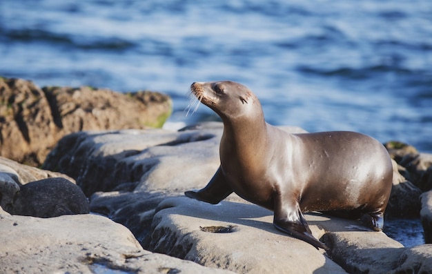 Leões-marinhos doentes estão a dar à costa na Califórnia por causa das  algas, Animais