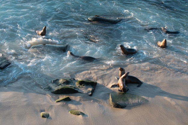 Foto leões marinhos na colônia de focas marinhas arctocephalus pusillus