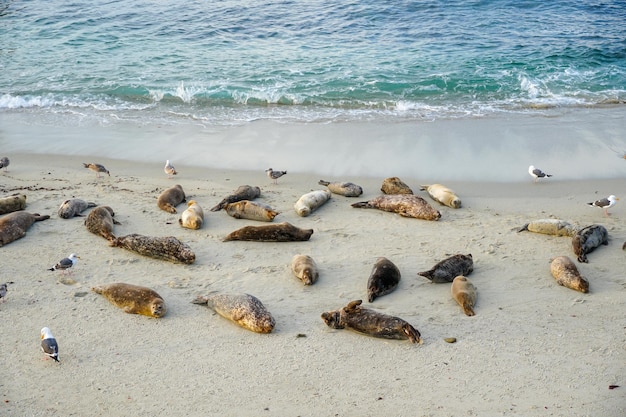 Leões marinhos na praia em san diego