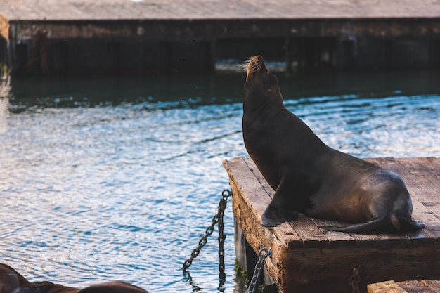 Leões-marinhos no Pier 39, São Francisco, estado da Califórnia