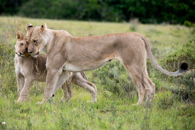 Leões no campo