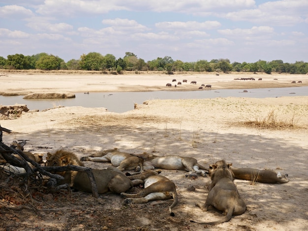 Foto leões no parque nacional south luangwa - zâmbia