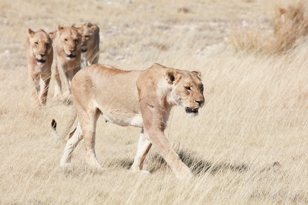 Leões, panthera leo, andando pela pastagem.