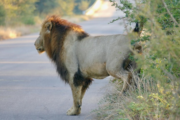 Leões sul-africanos na estrada Leão macho parado na estrada grama coberta de campos na selva