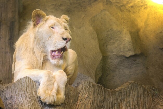 Un león en un acantilado rocoso con sol de la mañana.