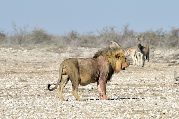 Un león acechando a una cebra en el Parque Nacional de Etosha, Namibia