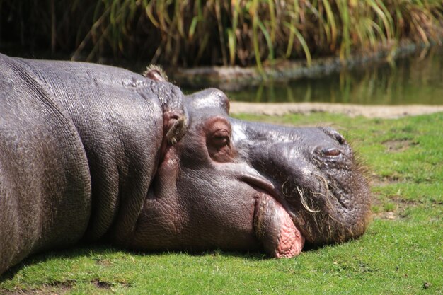 Foto león acostado en un campo