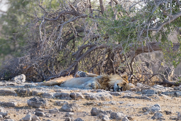 León acostado en el monte, Parque Nacional de Etosha, destino de viaje en Namibia.