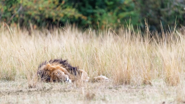 León africano durmiendo en la hierba alta