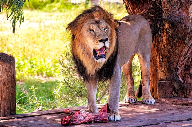 León agresivo con un trozo de encuentro sobre una plataforma de madera