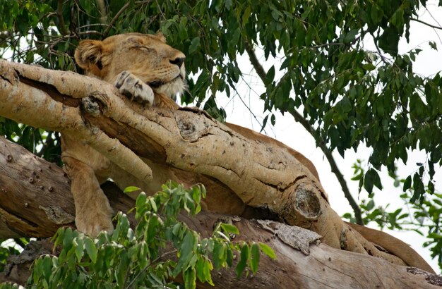 Foto león en un árbol en uganda