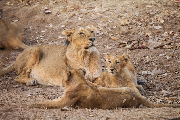 Foto león asiático