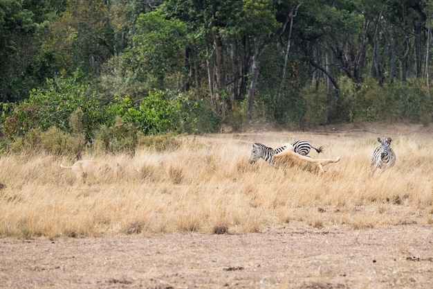 León atrapando cebra en Kenia África