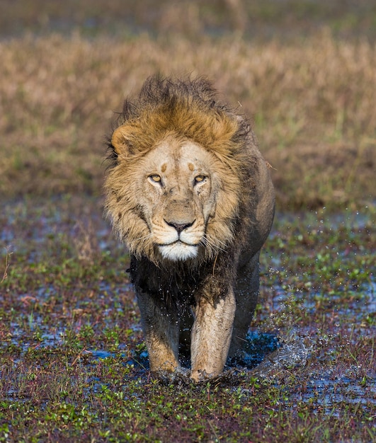 León atraviesa el pantano