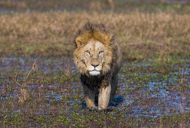 León atraviesa el pantano