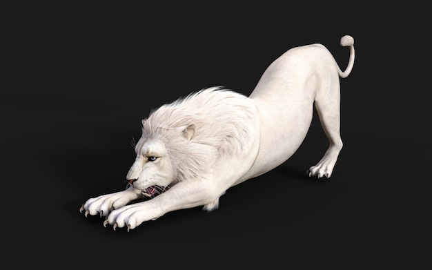 León blanco actúa y posa aislado sobre fondo negro oscuro con trazado de recorte Rey León