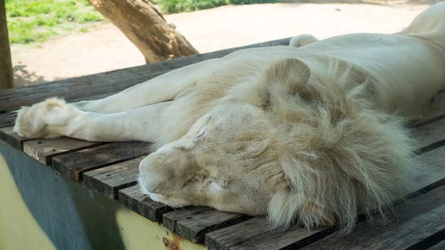 león blanco durmiendo