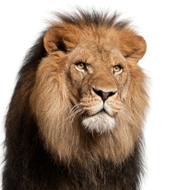 León en blanco en un estudio