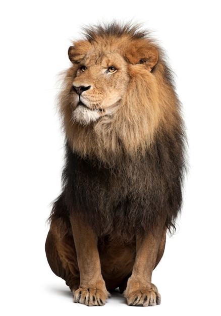 Foto león en blanco en un estudio.