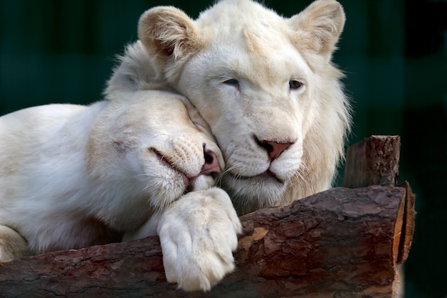 El león blanco y la leona presionaron suavemente sus cabezas entre sí