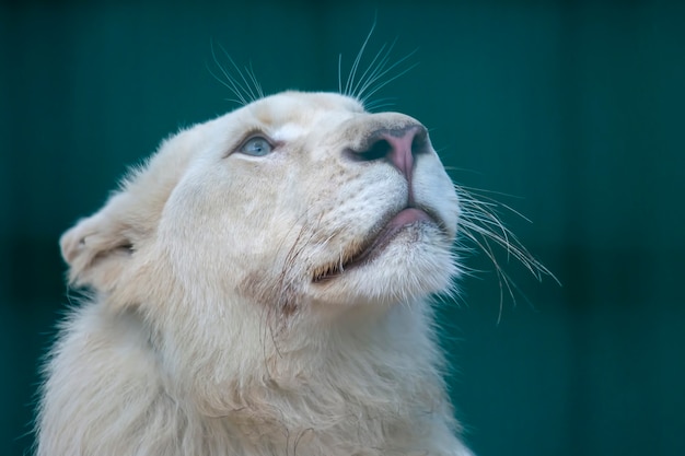 El león blanco mira con mucha atención hacia arriba.