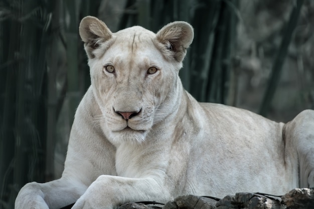 El león blanco