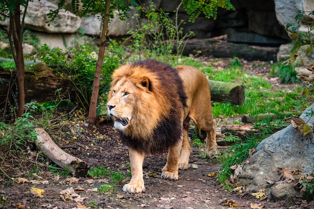 León en el bosque de la selva en la naturaleza