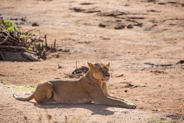 Un león camina por la sabana en Kenia