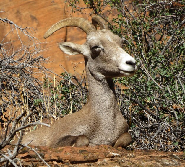 Foto león en el campo