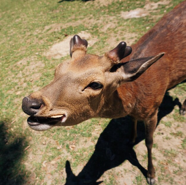 El león en un campo