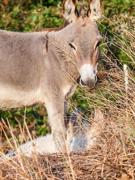 El león en un campo