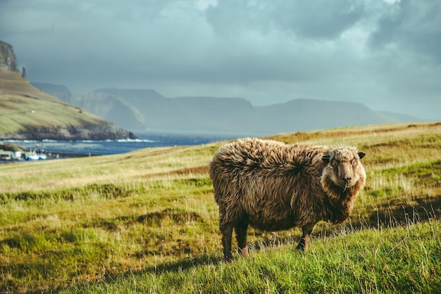 Foto el león en un campo