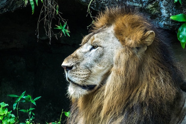 León de cerca a la cara