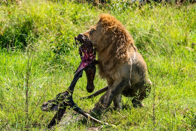 Un león se come un antílope en la hierba verde Leones Alimentando leones se come la presa contra el telón de fondo de la sabana Kenia África