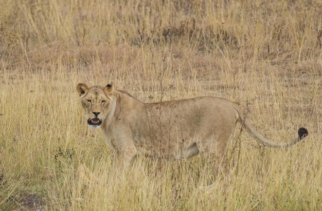 León corriendo por las llanuras