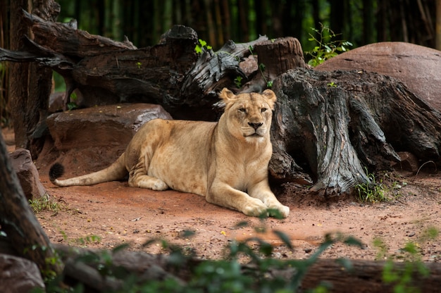 El león descansa en el zoológico