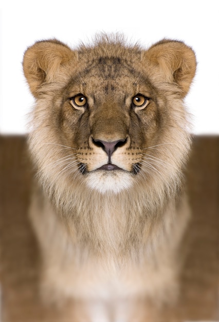 León digitalmente mejorado, Panthera leo, aislado