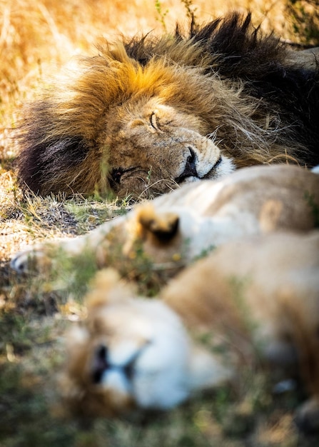 León durmiendo con dos leonas