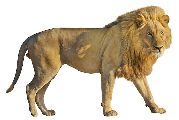 El león es valiente.