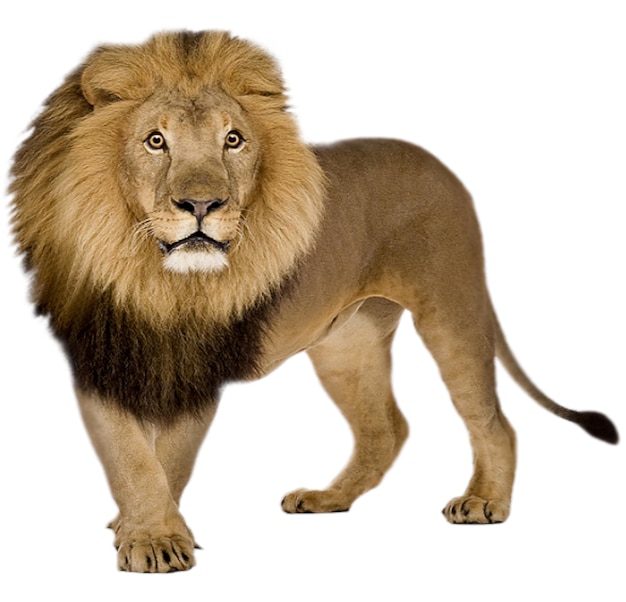 El león es valiente.
