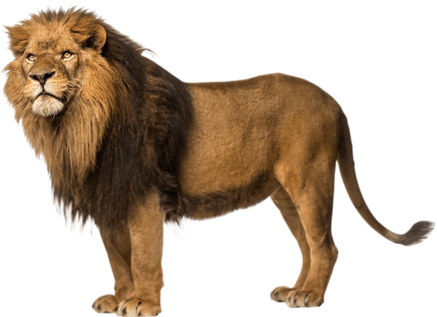 El león es valiente.