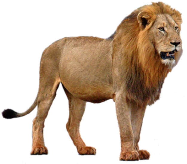 El león es valiente.