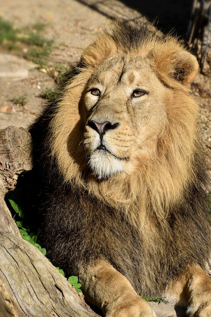 Un león está sentado en un tronco.