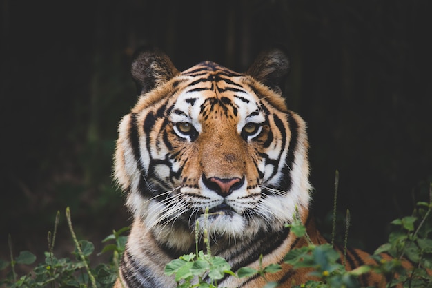 El león expuesto en el zoo.