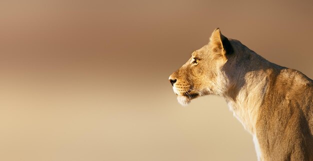 Foto león hembra pantera leo sudáfrica