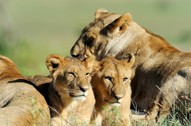 León en la hierba del parque nacional de Masai Mara, Kenia