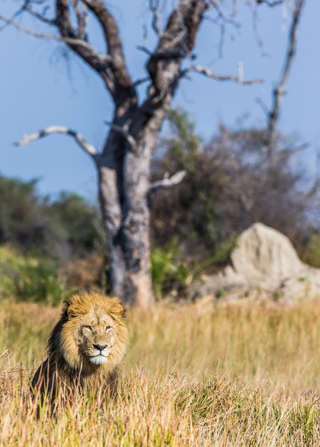 León en la hierba